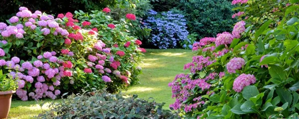 sublimez votre jardin avec des fleurs