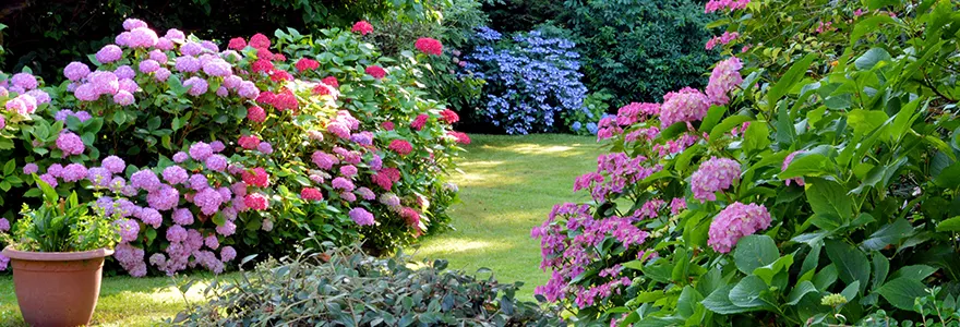 sublimez votre jardin avec des fleurs