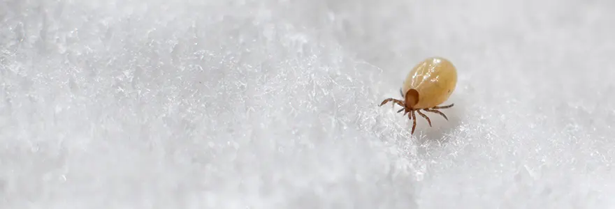 des matelas specialement concus contre les acariens